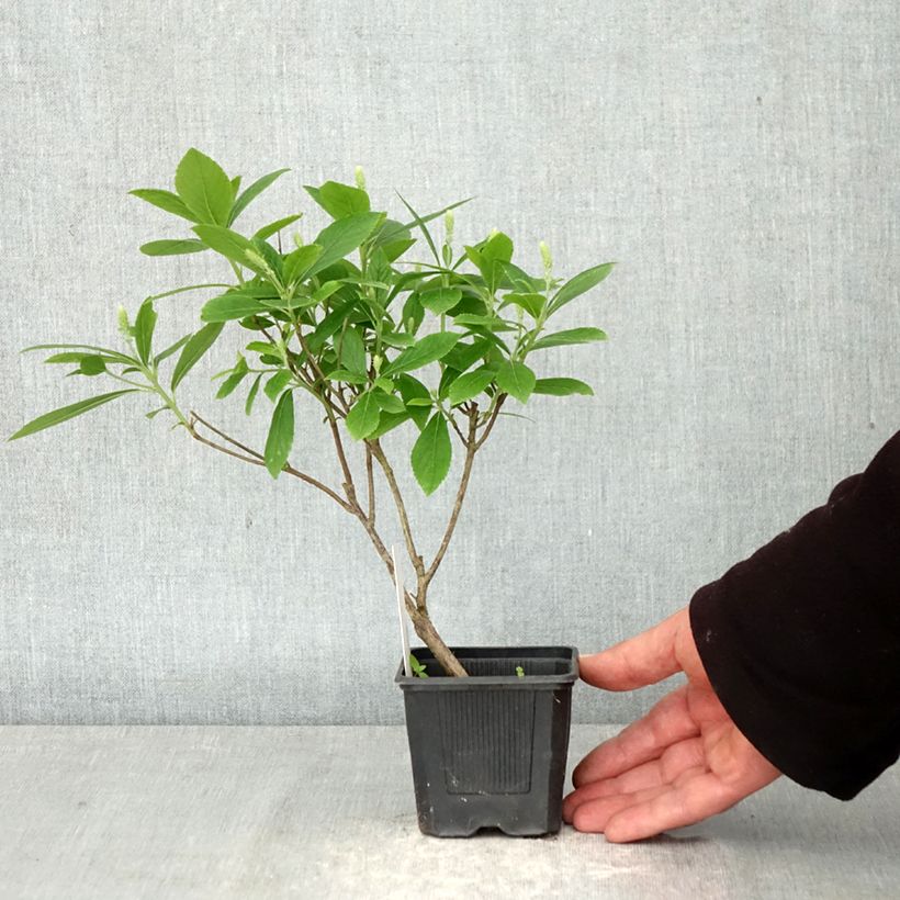 Clethra alnifolia Hummingbird 8/9 cm pot sample as delivered in spring