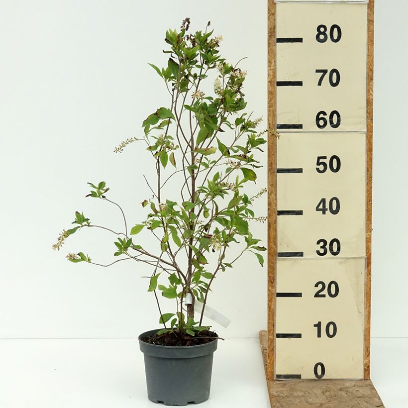 Clethra alnifolia Pink Spire - Sweet pepperbush 3L/4L pot sample as delivered in summer