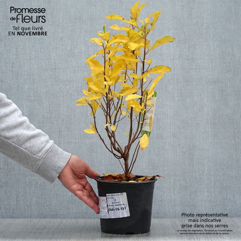 Clethra alnifolia 3L/4L pot sample as delivered in autumn