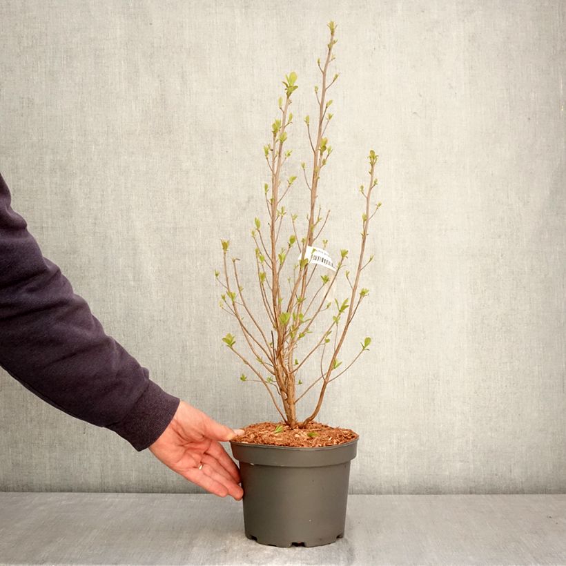 Clethra alnifolia Rosea  3L/4L pot sample as delivered in spring