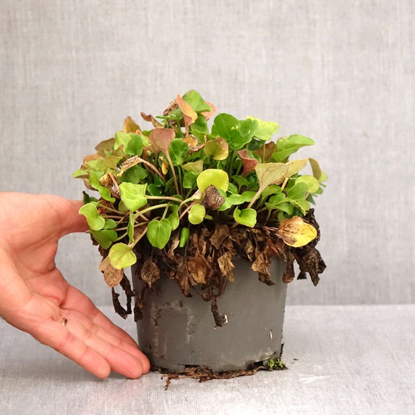 Cochlearia officinalis - Common Scurvygrass 1.5L/2L pot sample as delivered in autumn