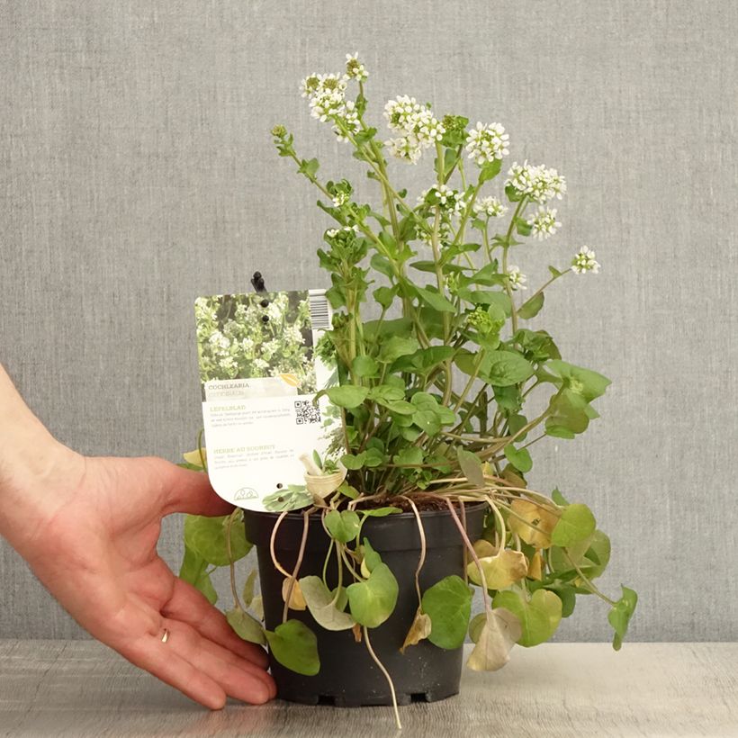 Cochlearia officinalis - Common Scurvygrass 1.5L/2L pot sample as delivered in spring