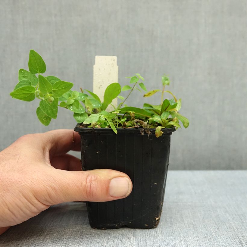 Codonopsis clematidea 8/9 cm pot sample as delivered in autumn