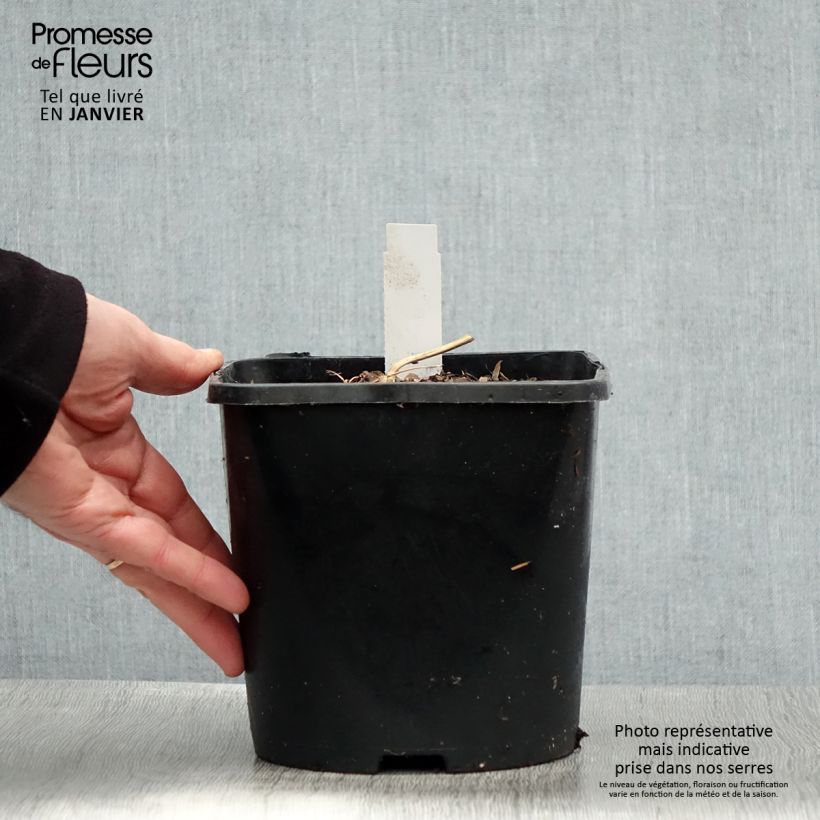 Dicentra spectabilis Yellow Leaf 3L/4L pot sample as delivered in winter