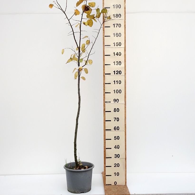 Quince Aromatnaya - Cydonia oblonga 7.5L/10L pot sample as delivered in autumn