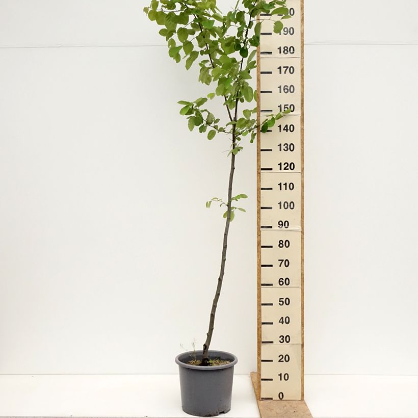 Quince Aromatnaya - Cydonia oblonga 7.5L/10L pot sample as delivered in spring