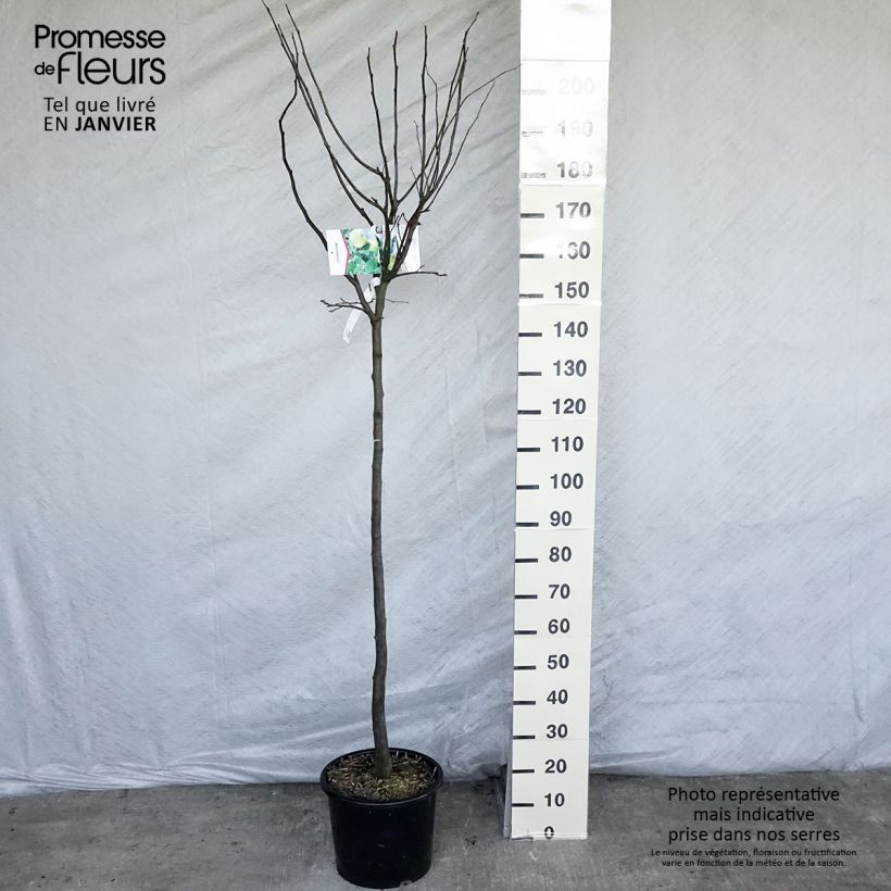 Quince Champion - Cydonia oblonga 7.5L/10L pot, Half standard sample as delivered in winter