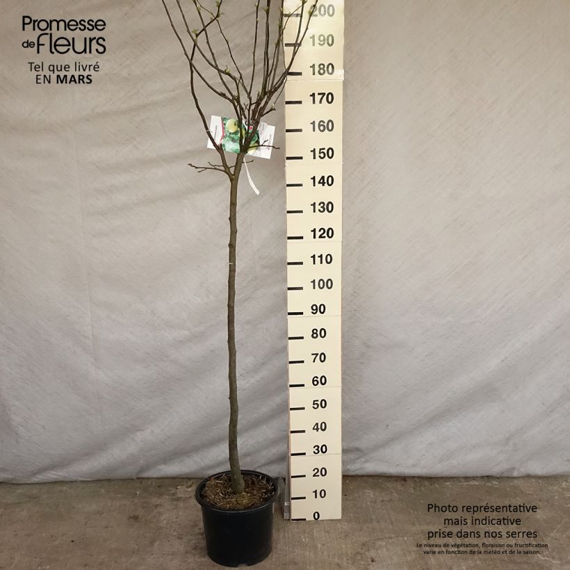 Quince Champion - Cydonia oblonga 7.5L/10L pot, Half standard sample as delivered in spring