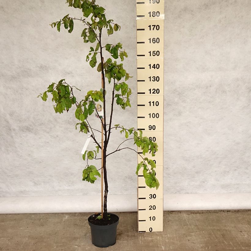 Common Quince Vranja - Cydonia oblonga 7.5L/10L pot, Goblet sample as delivered in spring