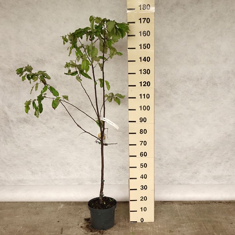 Common Quince Vranja - Cydonia oblonga 7.5L/10L pot, Half standard sample as delivered in spring