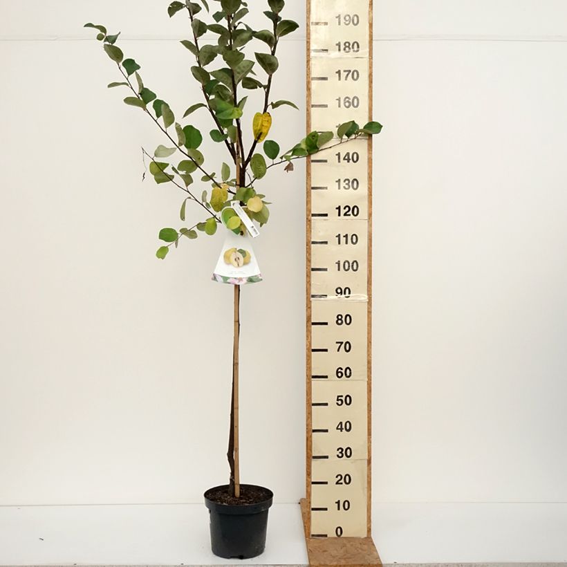 Common Quince Vranja - Cydonia oblonga 7.5L/10L pot, Half standard sample as delivered in autumn