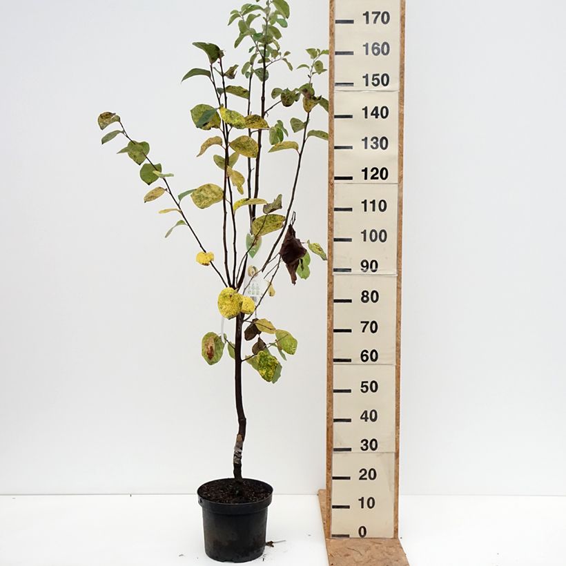 Common Quince Vranja - Cydonia oblonga 7.5L/10L pot, Goblet sample as delivered in autumn