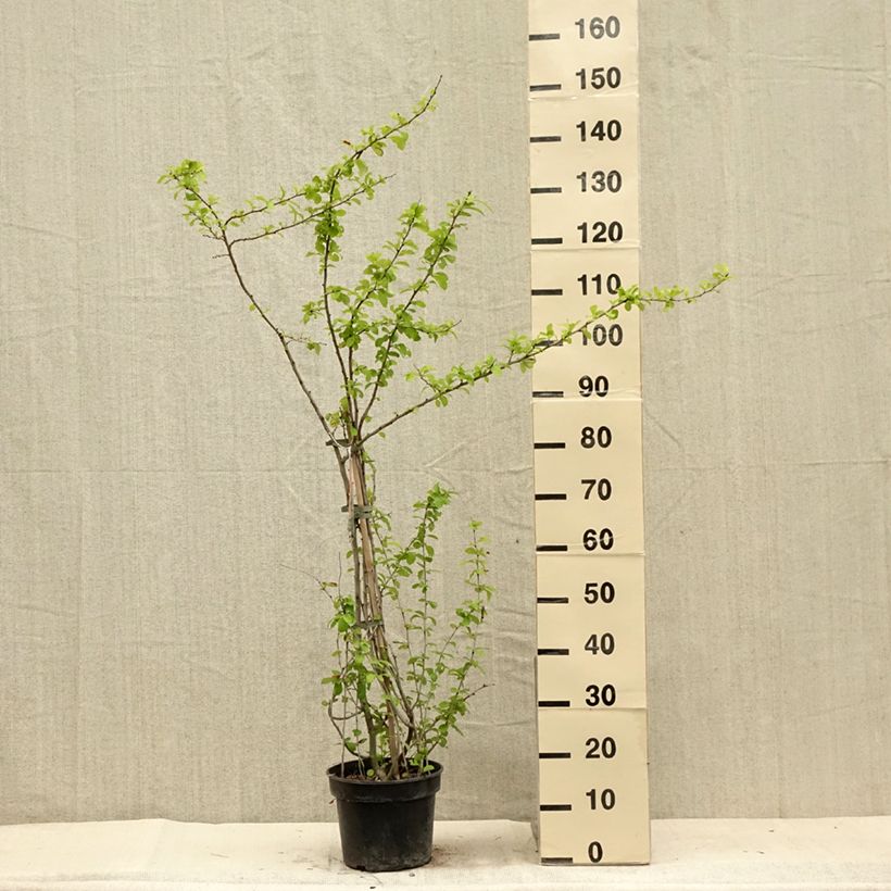 Chaenomeles superba Cameo - Flowering Quince 3L/4L pot sample as delivered in summer