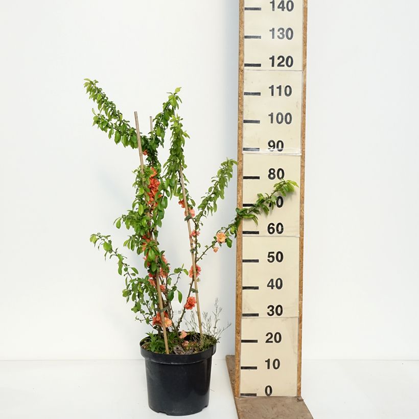 Chaenomeles superba Cameo - Flowering Quince 7.5L/10L pot sample as delivered in spring