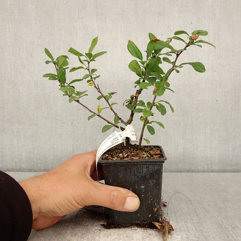Chaenomeles Double Delice Love - Japanese quince 8/9 cm pot sample as delivered in spring