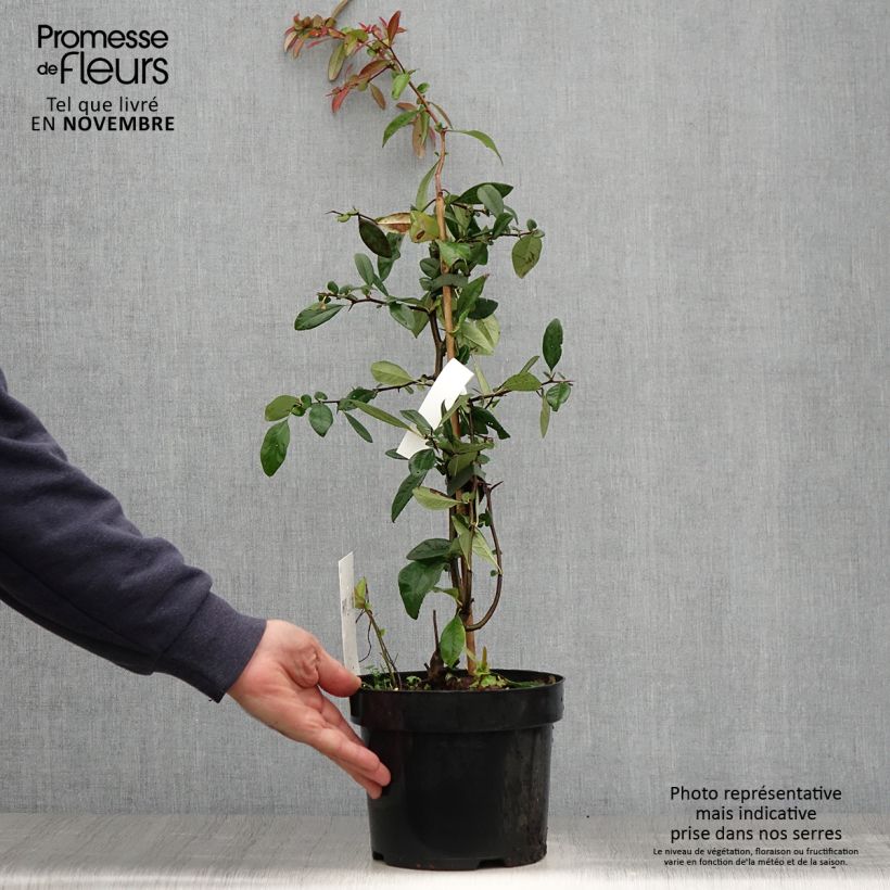Chaenomeles speciosa Toyo-Nishiki - Flowering Quince 2L/3L pot sample as delivered in autumn