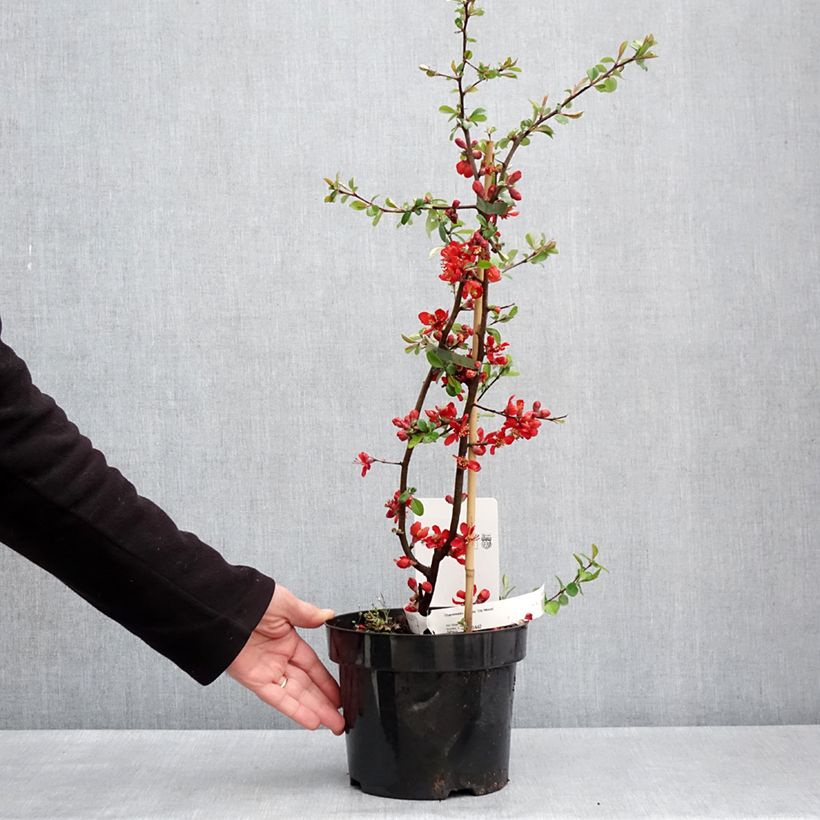 Chaenomeles superba Elly Mossel - Flowering Quince 2L/3L pot sample as delivered in spring