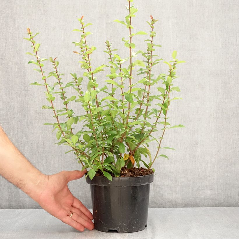 Chaenomeles superba Hollandia - Flowering Quince 2L/3L pot sample as delivered in summer