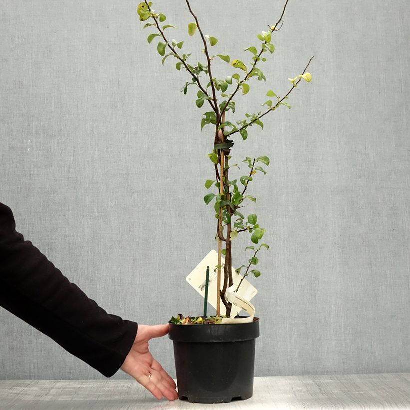 Chaenomeles superba Salmon Horizon - Flowering Quince 2L/3L pot sample as delivered in autumn