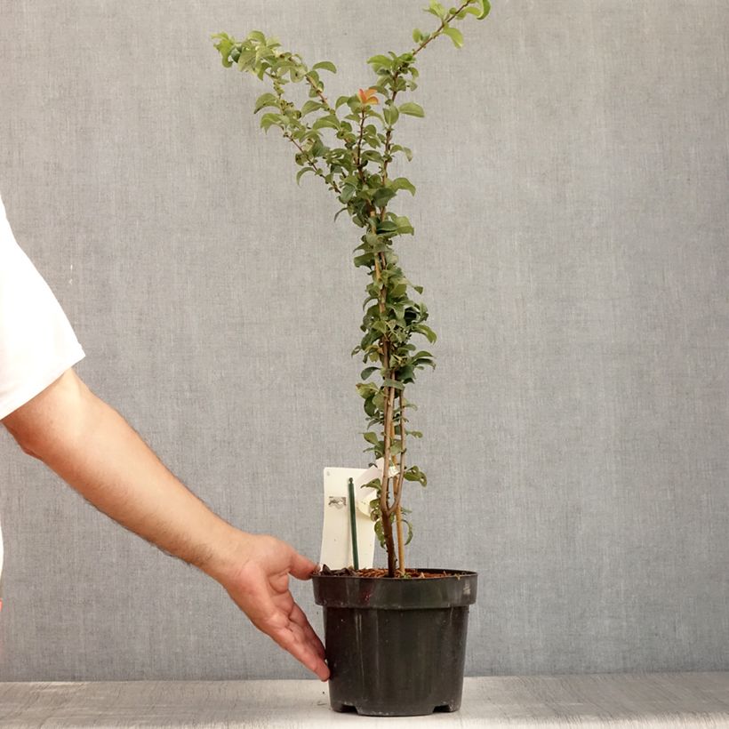 Chaenomeles superba Salmon Horizon - Flowering Quince 2L/3L pot sample as delivered in summer