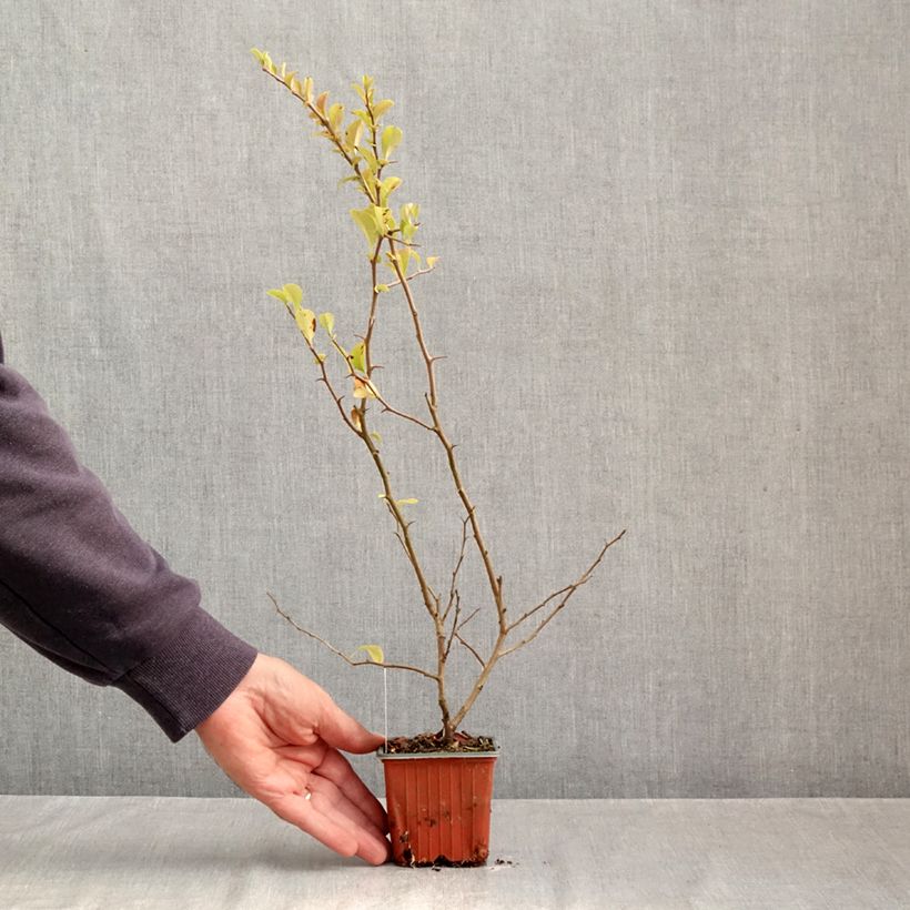 Chaenomeles superba Salmon Horizon - Flowering Quince 8/9 cm pot sample as delivered in autumn