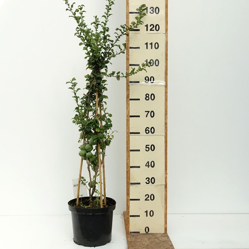 Chaenomeles superba Salmon Horizon - Flowering Quince 7.5L/10L pot sample as delivered in summer