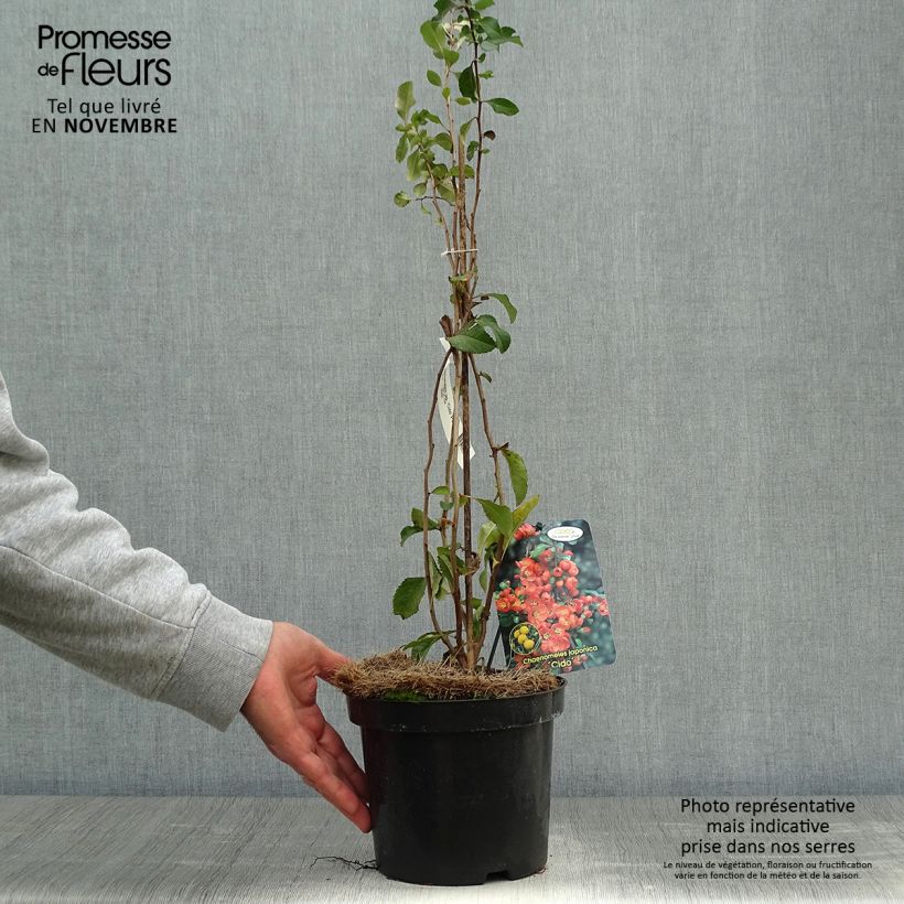 Chaenomeles japonica Cido - Flowering Quince 2L/3L pot sample as delivered in autumn