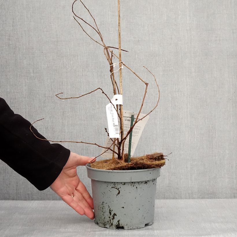 Japanese Quince Cido Red - Chaenomeles japonica 2L/3L pot, Clump sample as delivered in winter