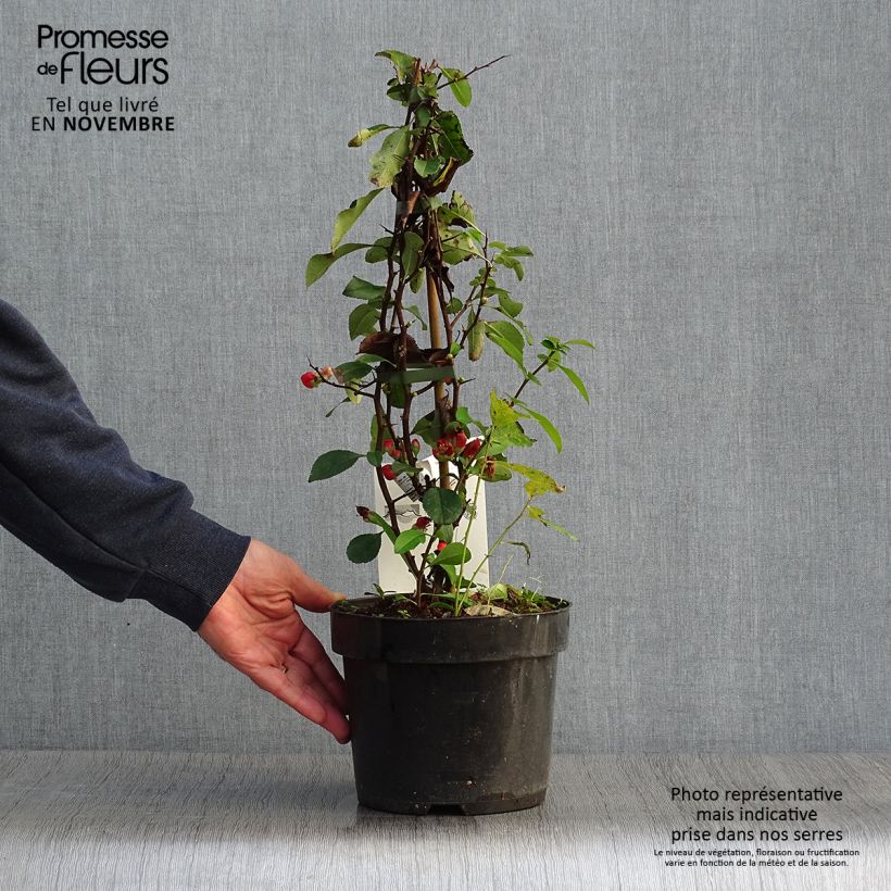 Chaenomeles superba Clementine - Flowering Quince 3L/4L pot sample as delivered in autumn