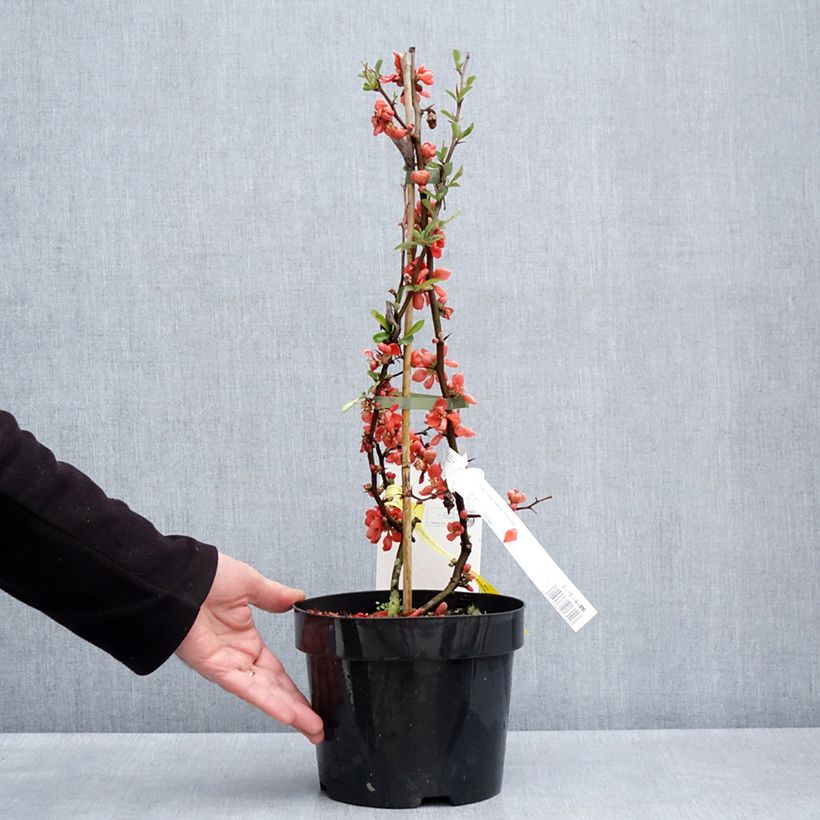 Chaenomeles superba Clementine - Flowering Quince 3L/4L pot sample as delivered in spring