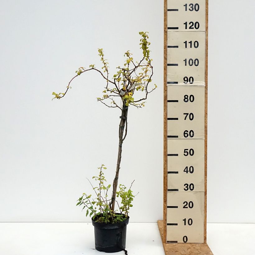 Chaenomeles superba Crimson and Gold - Flowering Quince 4L/5L pot sample as delivered in autumn