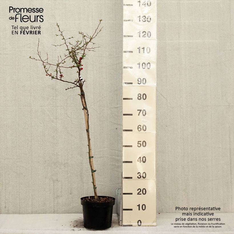 Chaenomeles superba Crimson and Gold - Flowering Quince 4L/5L pot sample as delivered in winter