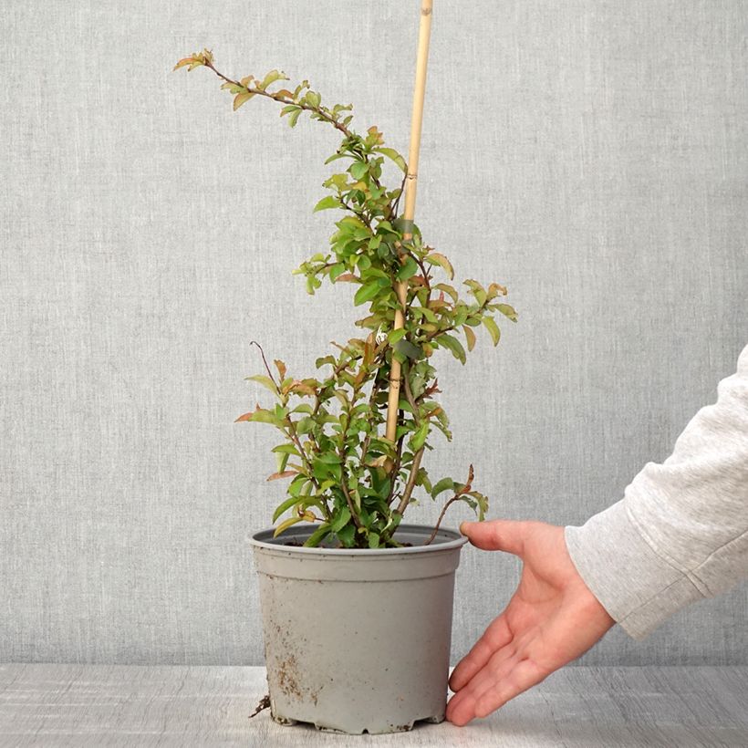 Chaenomeles superba Crimson and Gold - Flowering Quince 4L/5L pot sample as delivered in spring