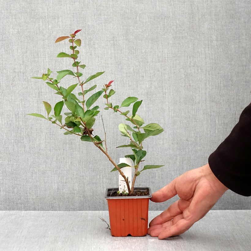 Chaenomeles speciosa Fire dance - Flowering Quince 8/9 cm pot sample as delivered in autumn