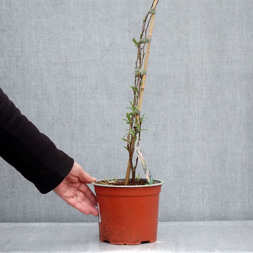 Chaenomeles speciosa Flocon Rose - Flowering Quince 3L/4L pot sample as delivered in winter