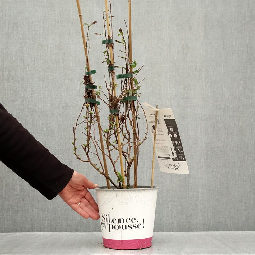 Chaenomeles speciosa Friesdorfer - Flowering Quince 3L/4L pot sample as delivered in autumn
