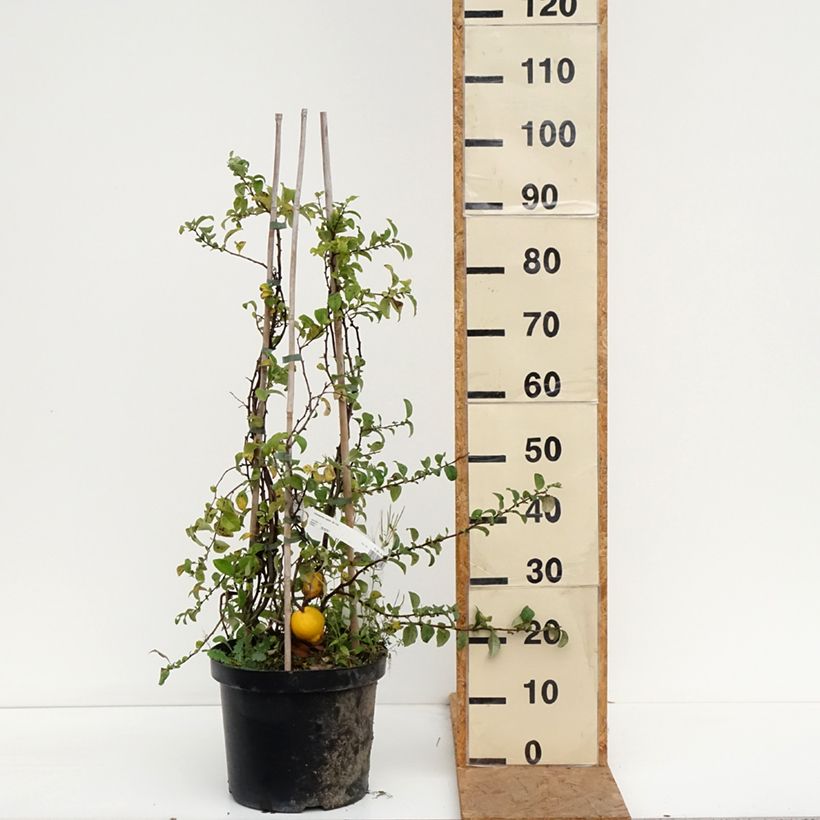 Chaenomeles superba Jet Trail - Flowering Quince 7.5L/10L pot sample as delivered in autumn