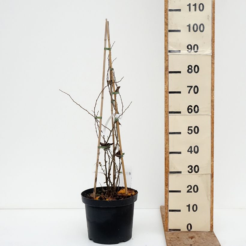 Chaenomeles superba Pink Lady - Flowering Quince 7.5L/10L pot sample as delivered in winter