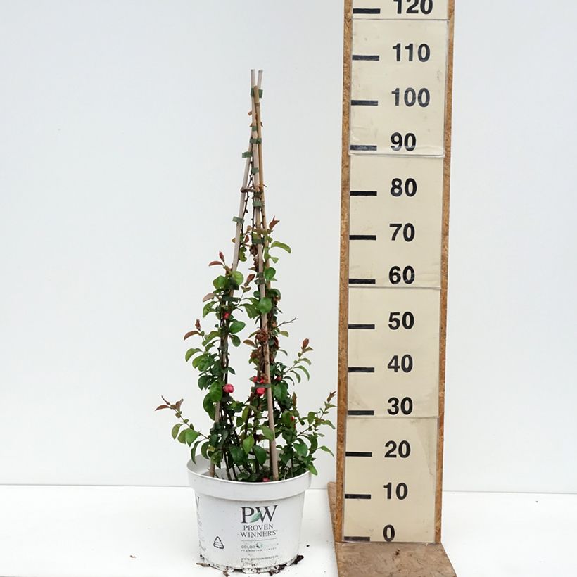 Chaenomeles superba Pink Lady - Flowering Quince 7.5L/10L pot sample as delivered in spring