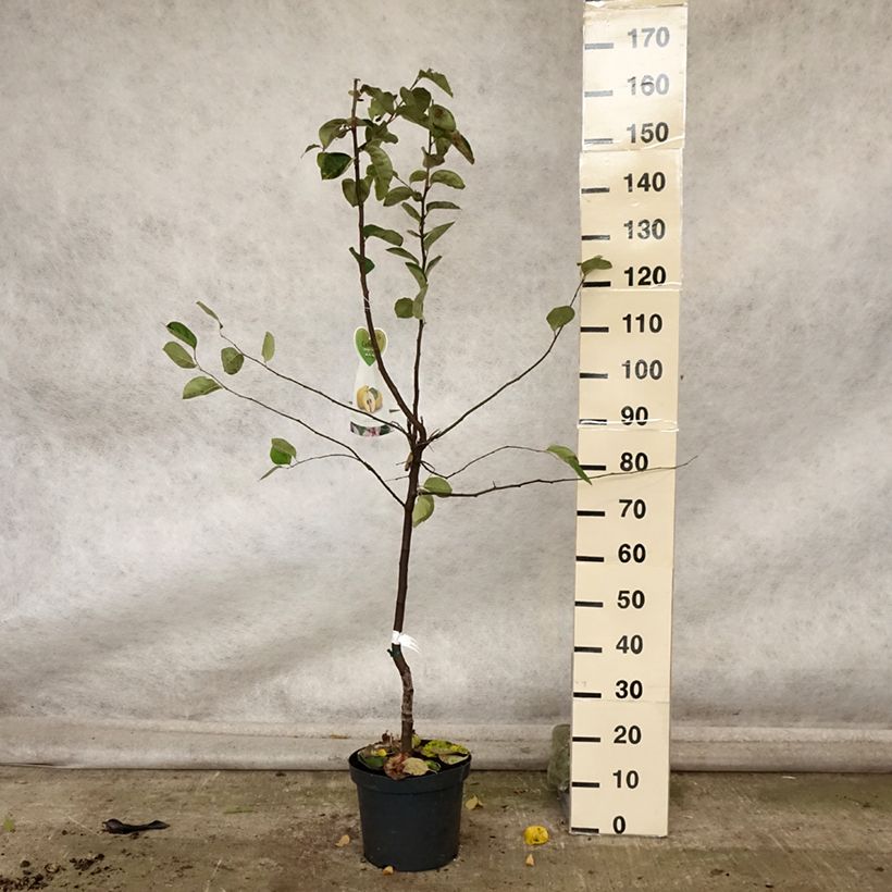 Cydonia oblonga Vranja 7.5L/10L pot, Goblet sample as delivered in autumn