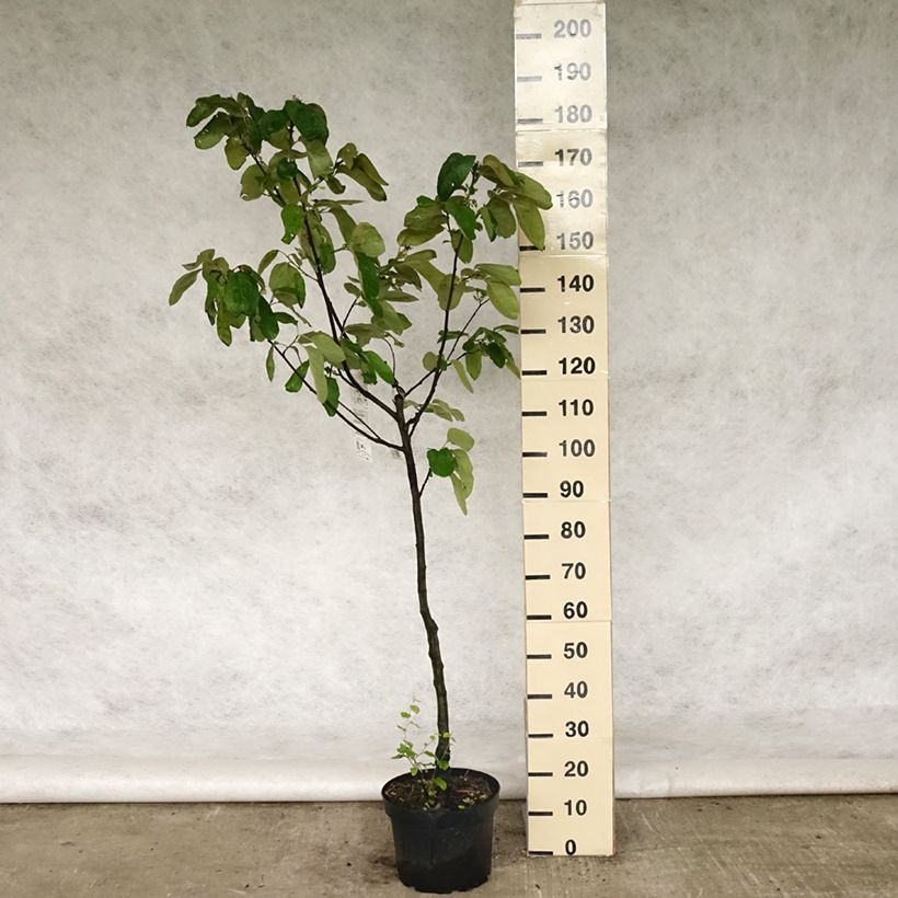 Cydonia oblonga Vranja 7.5L/10L pot, Goblet sample as delivered in spring