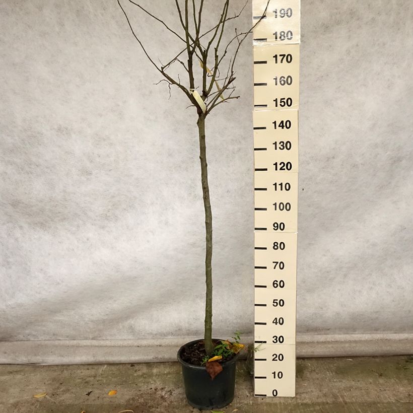 Cydonia oblonga Vranja 7.5L/10L pot, Half standard sample as delivered in autumn