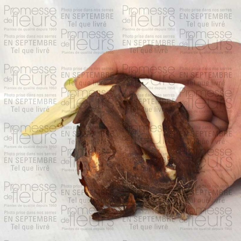 Example of Colchique speciosum atrorubens Bulbe calibre 18+ specimen as delivered