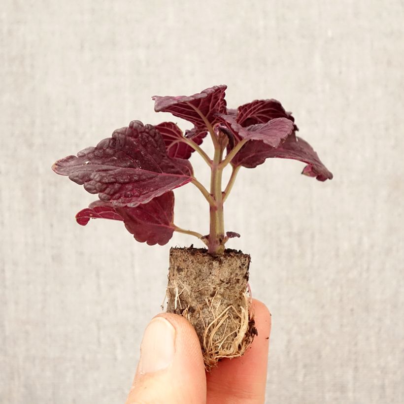 Coleus Copinto Manhattan Plug plant 3/4cm sample as delivered in spring