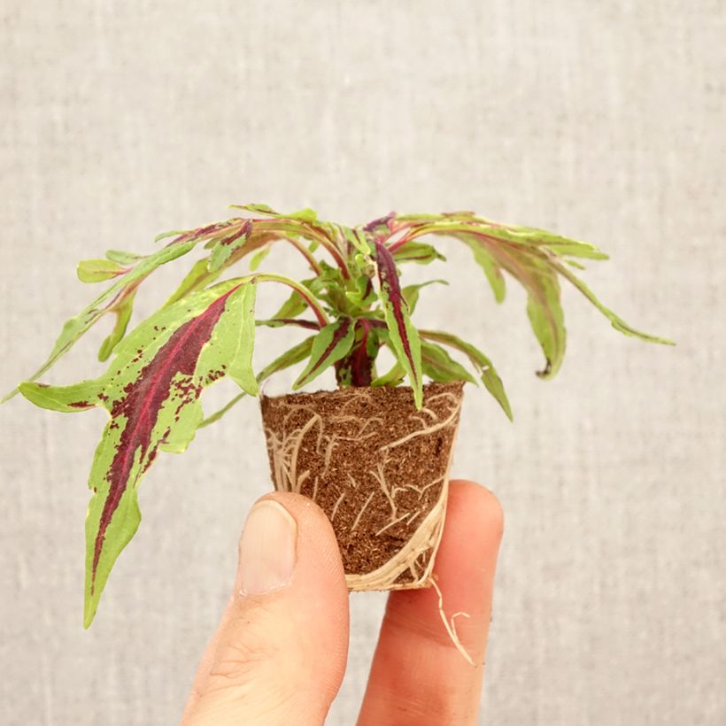Coleus Chilli Pepper Plug plant 3/4cm sample as delivered in spring