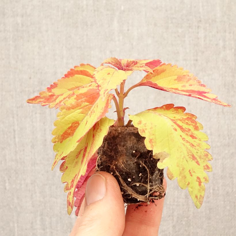 Solenostemon Golden Freckles Plug plant 3/4cm sample as delivered in spring
