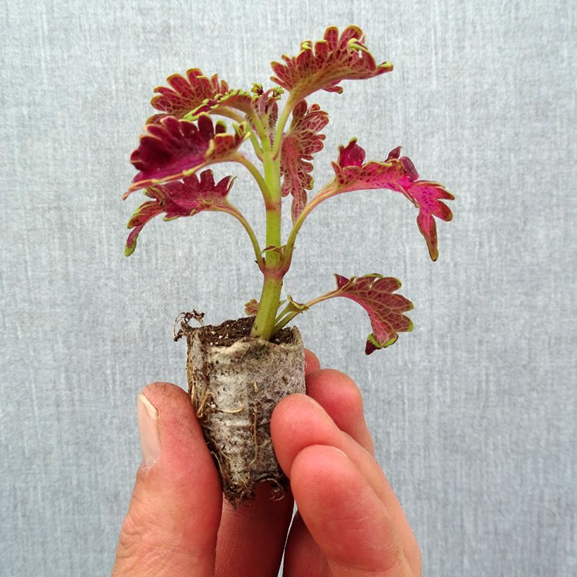 Coleus Vulcan Plug plant 3/4cm sample as delivered in spring