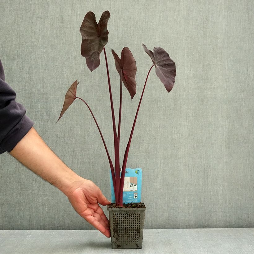 Colocasia esculenta Black magic 8/9 cm pot sample as delivered in summer