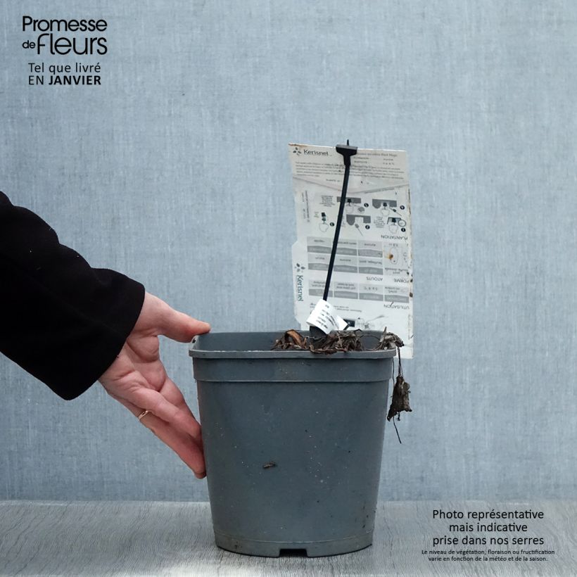 Colocasia esculenta Black magic 4L/5L pot sample as delivered in winter