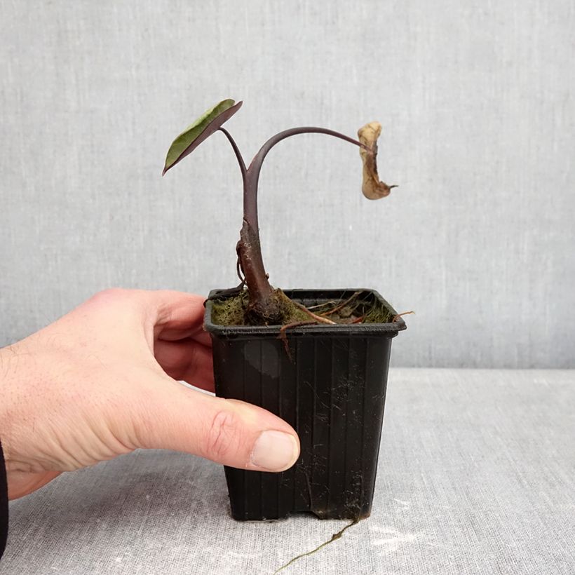 Colocasia esculenta Fontanesii - Elephant Ears 8/9 cm pot sample as delivered in winter